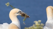 Nest-building (gannet)