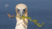 Nest-building (gannet)