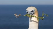 Nest-building (gannet)