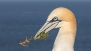 Nest-building (gannet)