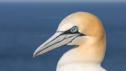 Gannet