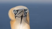 Gannet