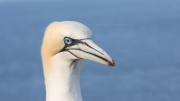 Gannet