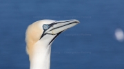 Gannet