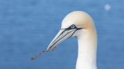 Nest-building (gannet)