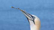 Nest-building (gannet)
