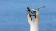 Nest-building (gannet)