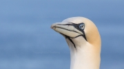 Gannet