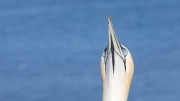 Gannet