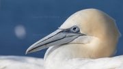 Gannet