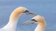 Mating season (gannets)