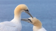 Mating season (gannets)