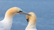 Mating season (gannets)
