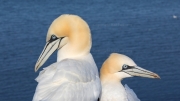 Classy pair (gannets)