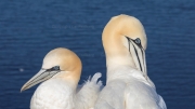 Classy pair (gannets)