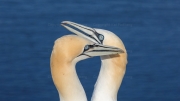 Courting gannets