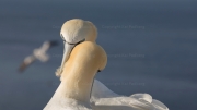Courting gannets