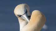 Courting gannets