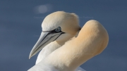 Courting gannets