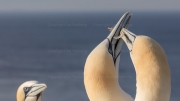 Gift parcel - courting gannets