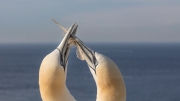 Gift parcel - courting gannets