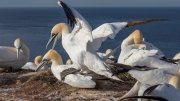 Caught in the act (gannets)