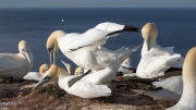 Caught in the act (gannets)