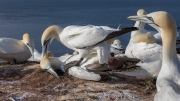 Exhausted - after the act (gannets)