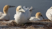 Altricial gannet