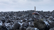 Flotsam (Reykjanesviti beach)
