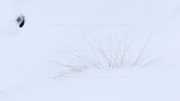 Awaiting spring (Skaftáreldahraun)