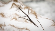 Icelandic Snowflower
