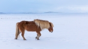 Walking (Icelandic horse)