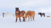 Come Together (Icelandic horses)