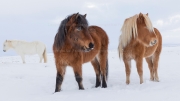 Come Together (Icelandic horses)
