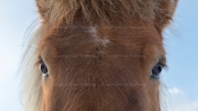 Portrait (Icelandic horse)