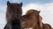 Dating (Icelandic horses)