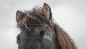 Close Encounter (Icelandic horse)