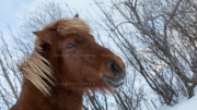 Brown Beauty (Icelandic horse)