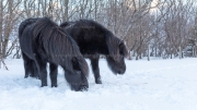 Deep Black (Icelandic horses)