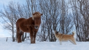 Nice to meet you (Icelandic horse and dog)