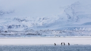 Waiting for the spring (Jökulsárlon)