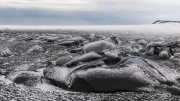 Black and White - Jökulsárlon Southern beach