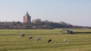 Grazing and digging - Neuwerk lighthouse