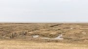 Salt marsh