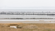 Salt marsh breakwater