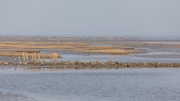 Salt marsh breakwater