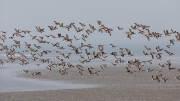 Searching for a resting place - Brent geese