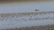 Searching for food - Eurasian oystercatcher