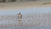 Migrating visitors - Brent geese